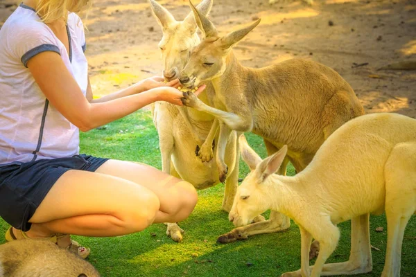 Twee kangoeroes eten — Stockfoto