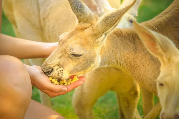 Kangaroo eating from hand — Stock Photo, Image
