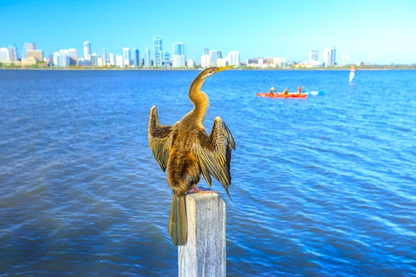 Kormorán na Swan River — Stock fotografie