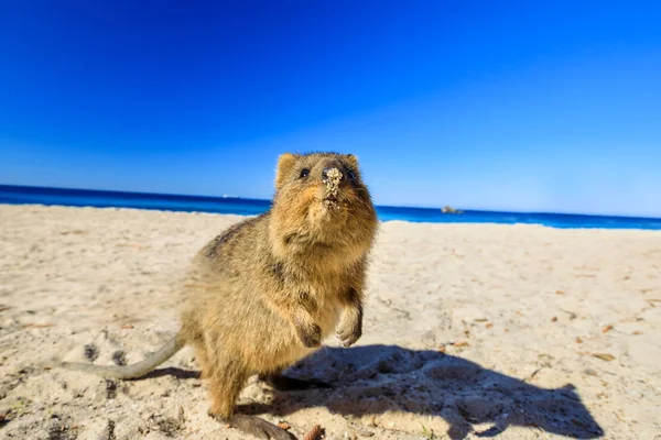 Quokka on the beach — Stock Photo, Image