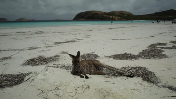 Kangaroo lying at Lucky Bay — Stock Video