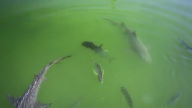 Limon köpek balıkları Batı Avustralya