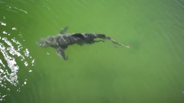 Los Tiburones limón — Vídeos de Stock