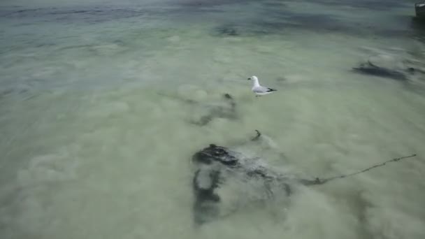 Rayos punzantes en la bahía de Hamelin — Vídeos de Stock