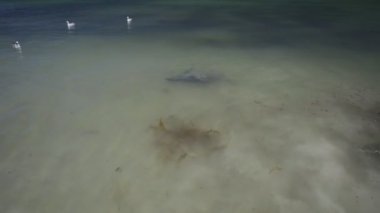 Kartal ışınları besleme