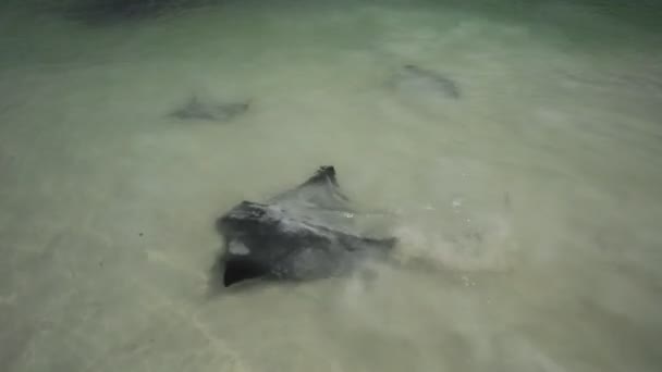 Hamelin Bay Australie occidentale 