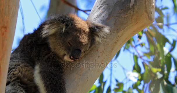 Koala schläft auf einem Ast — Stockvideo