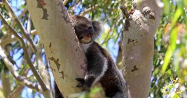 Koala Batı Avustralya