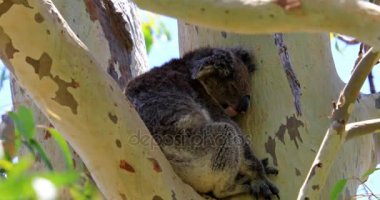 Koala Yanchep Milli Parkı 'nda.