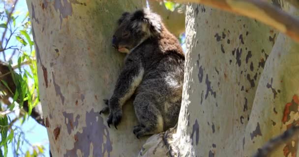 Коала на дереві — стокове відео