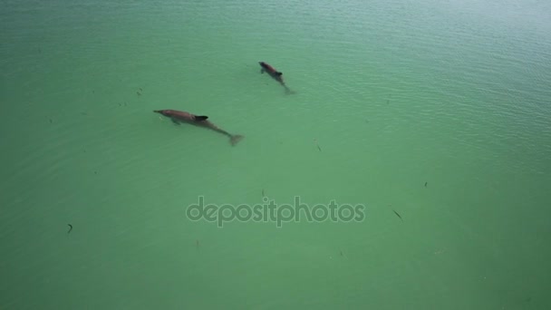 Mono Mia Dolphins — Vídeos de Stock