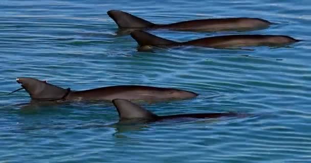 Delfines Mono Mia — Vídeo de stock