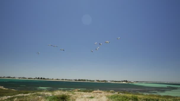 Пеликаны летят в строю — стоковое видео