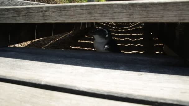 Pingouin à l'île Penguin — Video