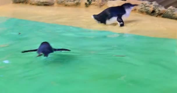 少しペンギン水泳 — ストック動画