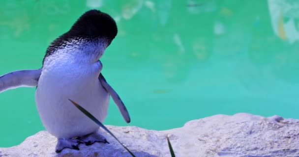 Pingüinos en Penguin Island — Vídeo de stock
