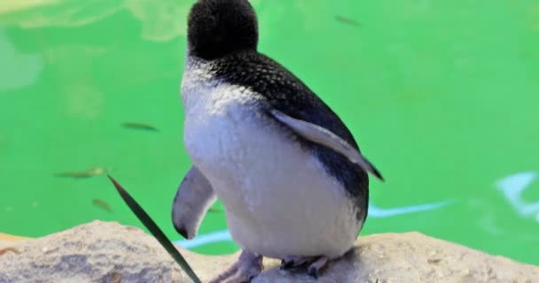 Little Penguin Australia Occidental — Vídeo de stock