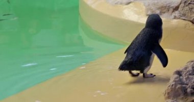 Penguen gıda kusturmak