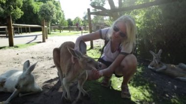 Kadın kanguru beslemeleri