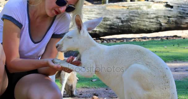 Woman kissing Kangaroo — Stock Video