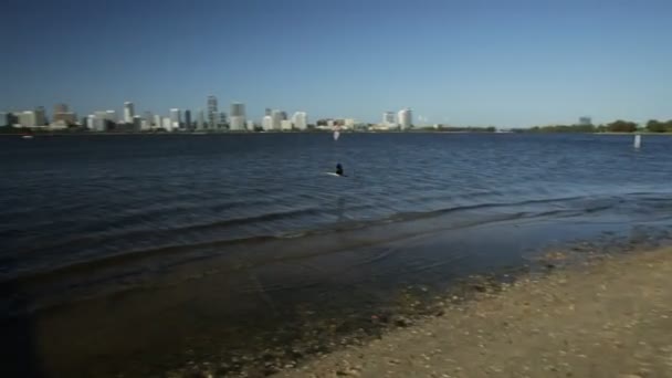 Cormorant flying on Perth cityscape — Stock Video