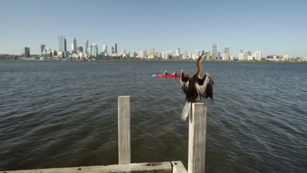 Heidelibel op de Swan River — Stockvideo