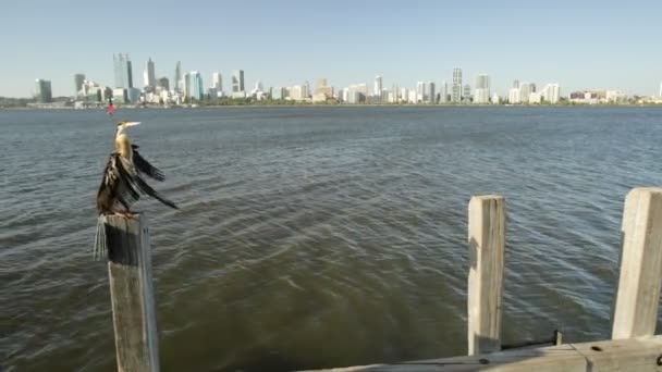 Snakebird op de Swan River steiger — Stockvideo