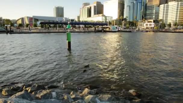 Perth patitos skyline — Vídeo de stock