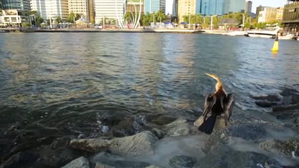 Schlangenvogel auf Perth Skyline — Stockvideo