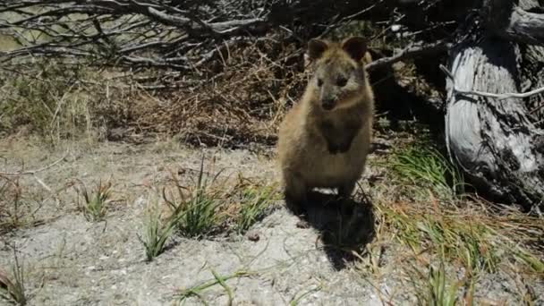 Kurtafarkú kenguru Rottnest Island — Stock videók