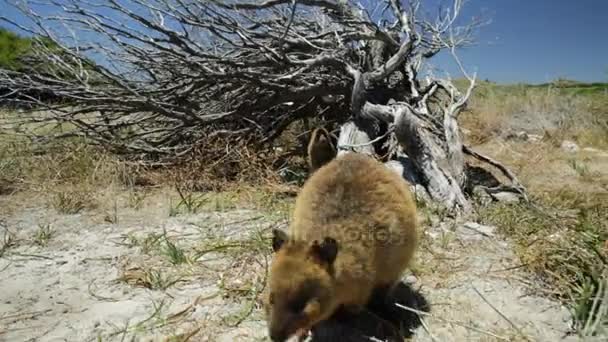 Quokka schnuppert und geht — Stockvideo