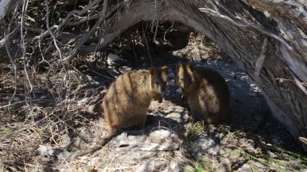 Isla Quokka Rottnest — Vídeo de stock