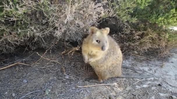 Quokka Rottnest Island — Stock Video