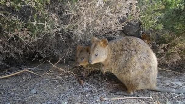 Quokka familie in den — Stockvideo