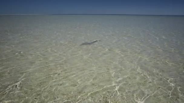 Shell Beach Shark Bay — Wideo stockowe