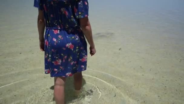 贝壳海滩珊瑚海岸 — 图库视频影像