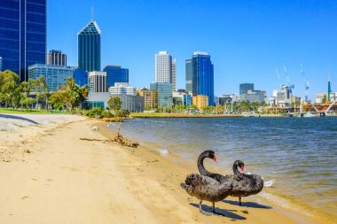 Siyah kuğular üzerinde Swan River Perth