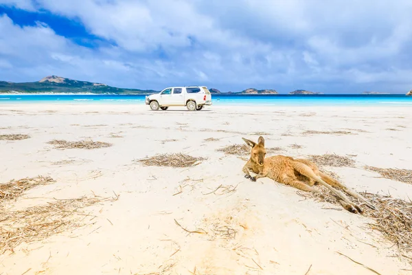 Lucky Bay Esperance — Zdjęcie stockowe