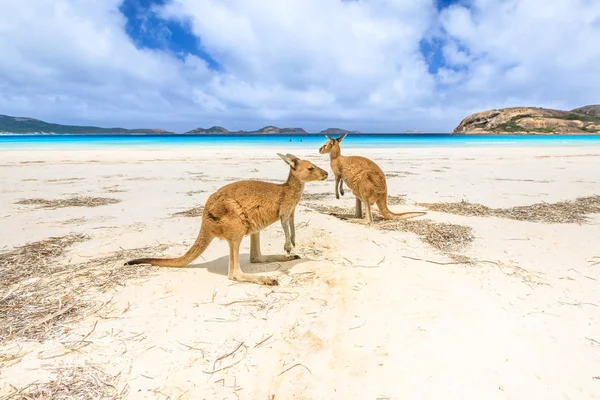 Kangaroos at Lucky Bay — Stock Photo, Image