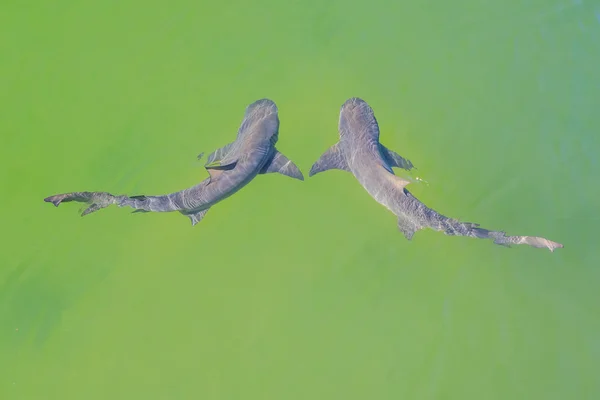 Dois tubarões-limão — Fotografia de Stock