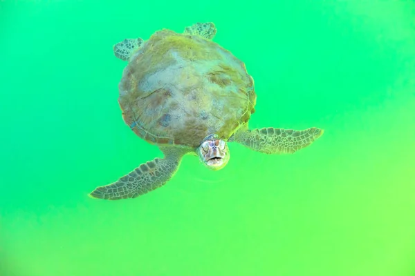 Tartaruga marinha verde — Fotografia de Stock