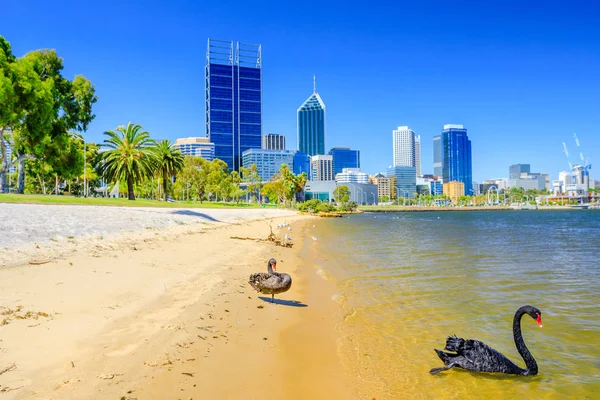 Schwarze Schwäne perth bay — Stockfoto