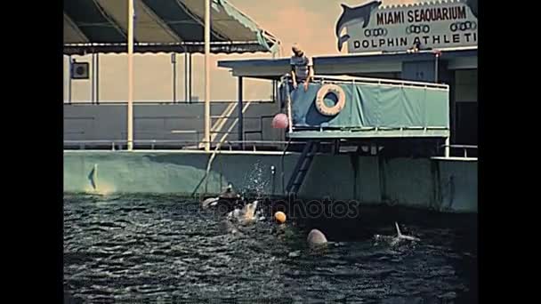 Espectáculo de Miami Seaquarium — Vídeo de stock