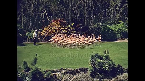 Miami park Flamingo 's — Stockvideo