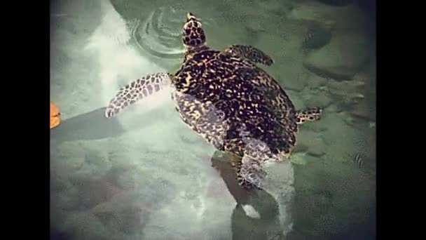 Miami Beach sea turtle — Stockvideo