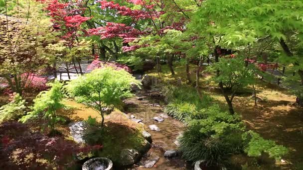 Zen garden Kyoto — Stock Video