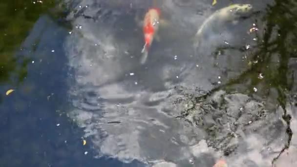 Zenrin-吉红鲤鱼 — 图库视频影像