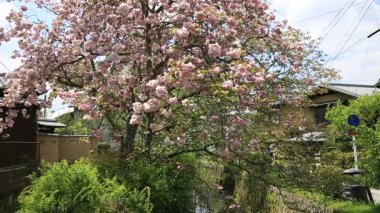 Filozoflar Sakura ağacı