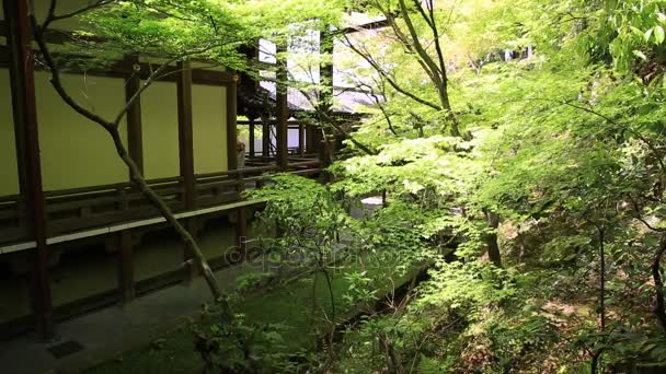 Γκέισα στο ναό Eikan-do — Αρχείο Βίντεο