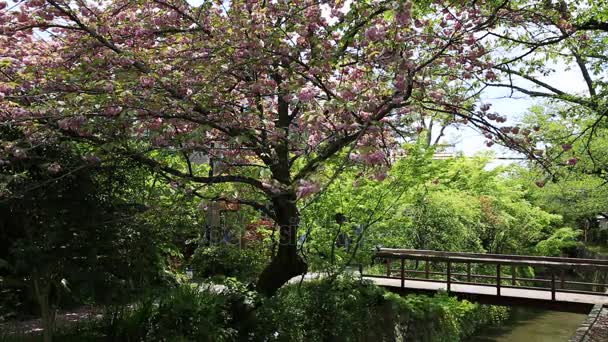 Filosofen wandelen Sakura — Stockvideo